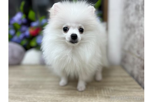 成約済の大阪府のポメラニアン-298918の3枚目